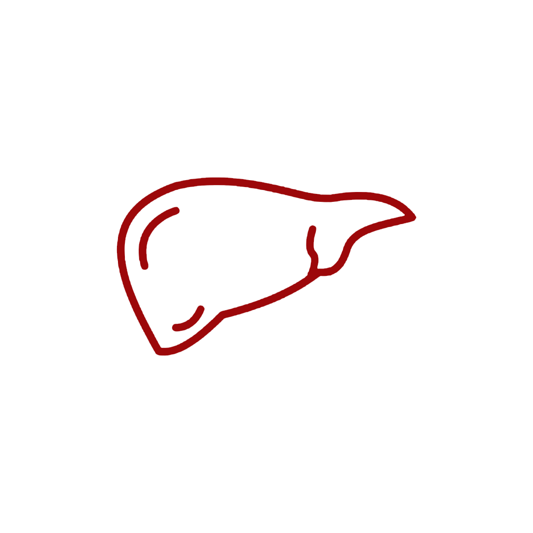 Liver