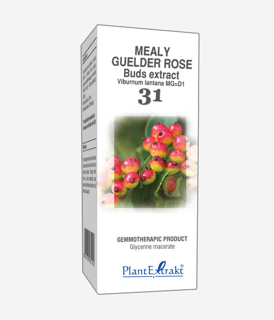 GEMO NO.31 VIBURNUM LAN